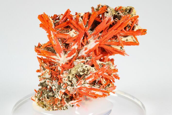 Bright Orange Crocoite Crystal Cluster - Tasmania #182866